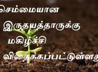 செம்மையான
