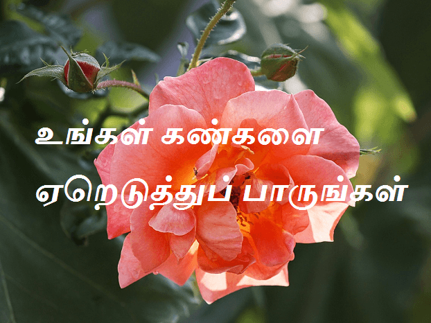கண்களை