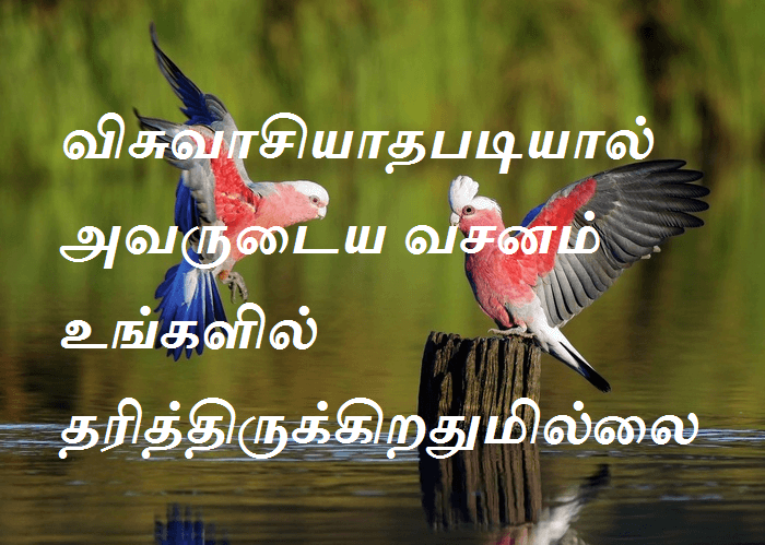 விசுவாசியாதபடியால்