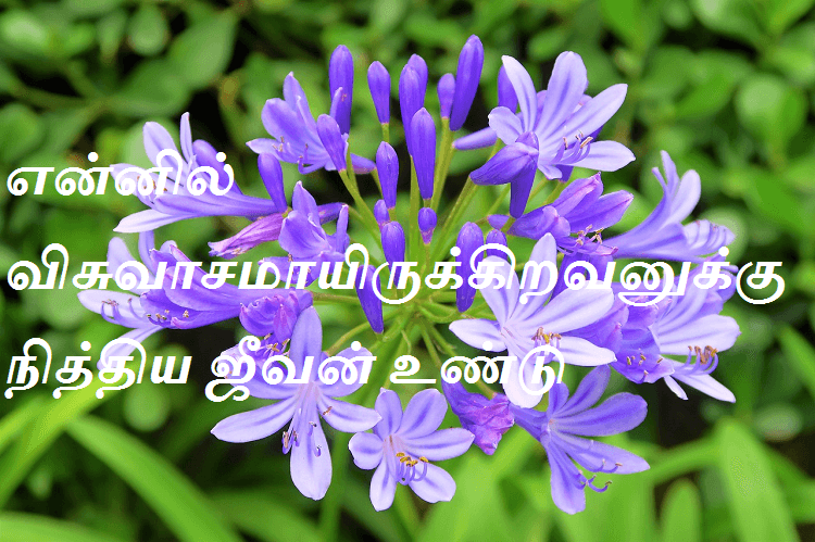 என்னில் விசுவாசமாயிருக்கிறவனுக்கு நித்திய ஜீவன் உண்டு