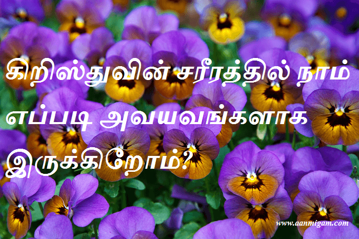 கிறிஸ்துவின் சரீரத்தில் நாம் எப்படி அவயவங்களாக இருக்கிறோம்