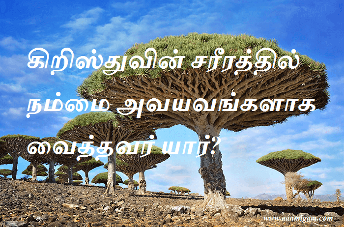 கிறிஸ்துவின் சரீரத்தில் நம்மை அவயவங்களாக வைத்தவர் யார்