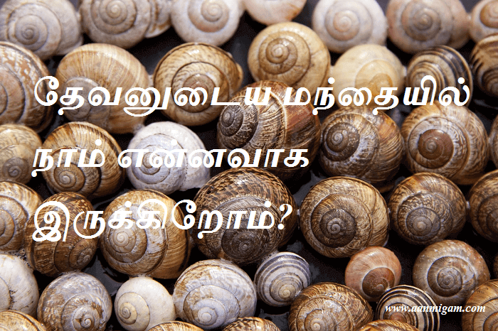 மந்தையில்