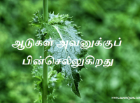 ஆடுகள் அவனுக்குப் பின்செல்லுகிறது