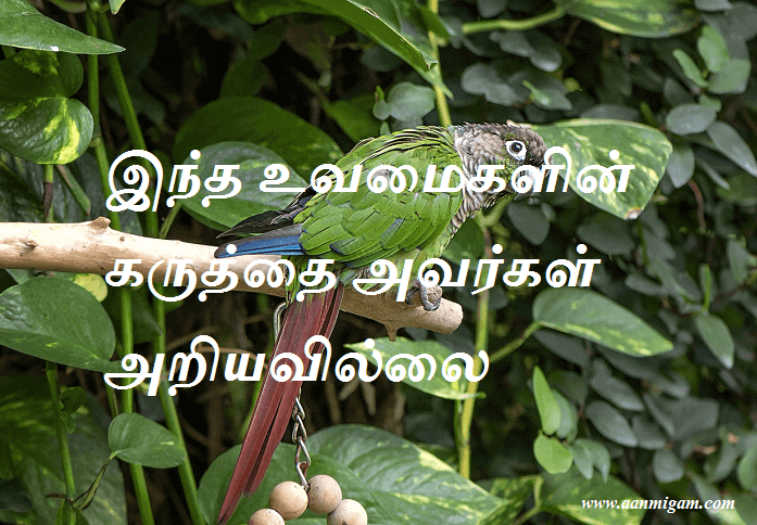 இந்த உவமைகளின் கருத்தை அவர்கள் அறியவில்லை