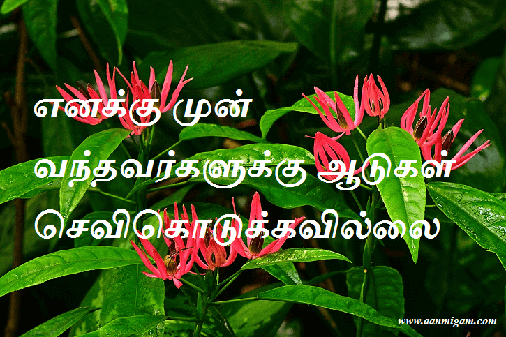 எனக்கு முன் வந்தவர்களுக்கு ஆடுகள் செவிகொடுக்கவில்லை