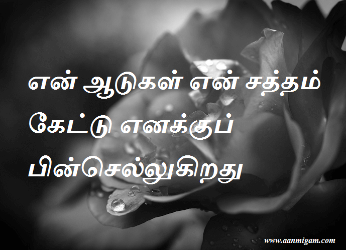 என் ஆடுகள் என் சத்தம் கேட்டு எனக்குப் பின்செல்லுகிறது