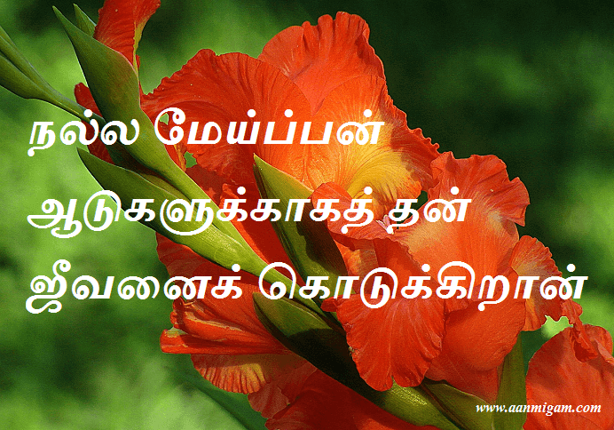 நல்ல மேய்ப்பன் ஆடுகளுக்காகத் தன் ஜீவனைக் கொடுக்கிறான்