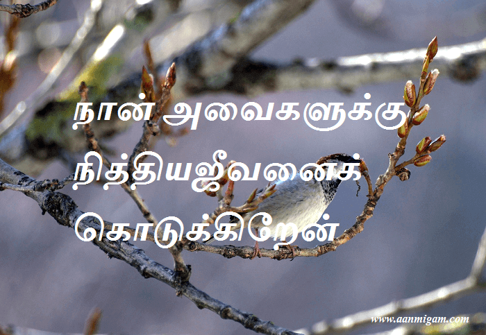 நான் அவைகளுக்கு நித்தியஜீவனைக் கொடுக்கிறேன்