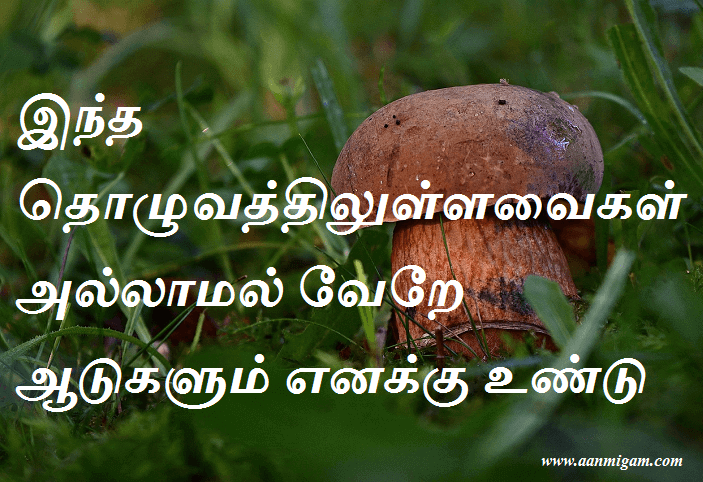 இந்த தொழுவத்திலுள்ளவைகள் அல்லாமல் வேறே ஆடுகளும் எனக்கு உண்டு
