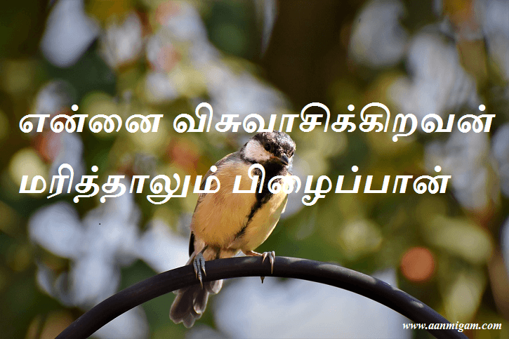 என்னை விசுவாசிக்கிறவன் மரித்தாலும் பிழைப்பான்
