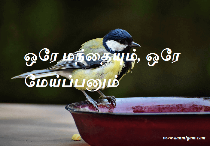 ஒரே மந்தையும், ஒரே மேய்ப்பனும்