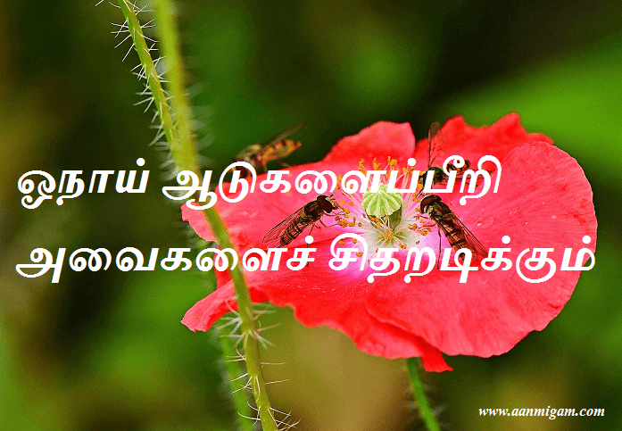 ஓநாய் ஆடுகளைப்பீறி அவைகளைச் சிதறடிக்கும்