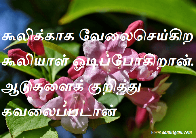 கூலிக்காக வேலைசெய்கிற கூலியாள் ஓடிப்போகிறான். ஆடுகளைக் குறித்து கவலைப்படான்