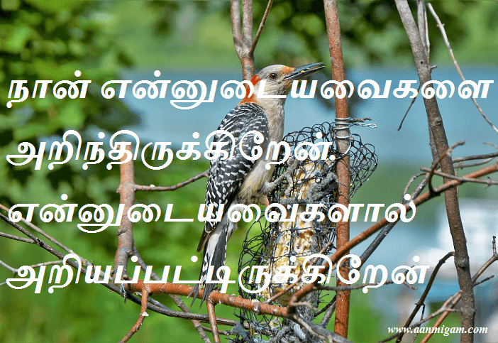 நான் என்னுடையவைகளை அறிந்திருக்கிறேன். என்னுடையவைகளால் அறியப்பட்டிருக்கிறேன்