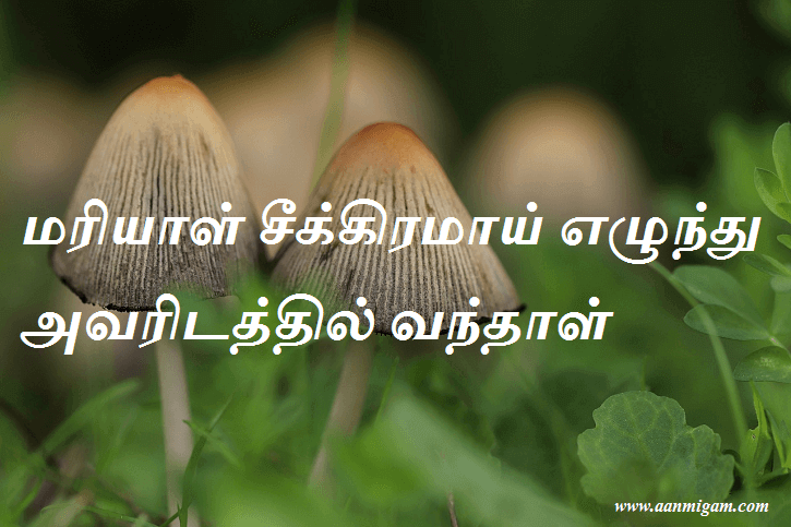 மரியாள் சீக்கிரமாய் எழுந்து அவரிடத்தில் வந்தாள்