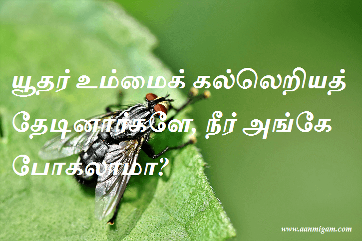 யூதர் உம்மைக் கல்லெறியத் தேடினார்களே, நீர் அங்கே போகலாமா