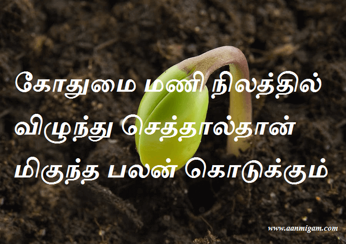கோதுமை மணி நிலத்தில் விழுந்து செத்தால்தான் மிகுந்த பலன் கொடுக்கும்