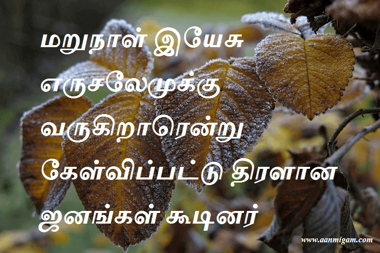 மறுநாள் இயேசு எருசலேமுக்கு வருகிறாரென்று கேள்விப்பட்டு திரளான ஜனங்கள் கூடினர்