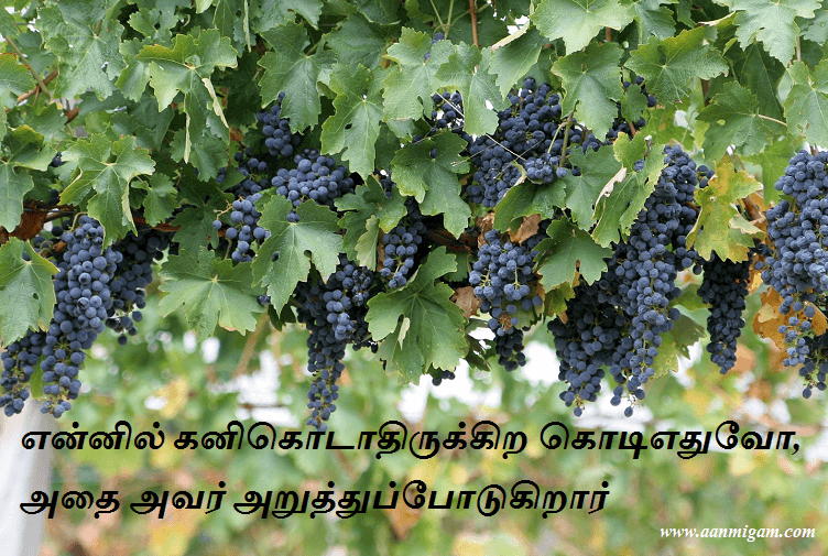 என்னில் கனிகொடாதிருக்கிற கொடிஎதுவோ, அதை அவர் அறுத்துப்போடுகிறார்