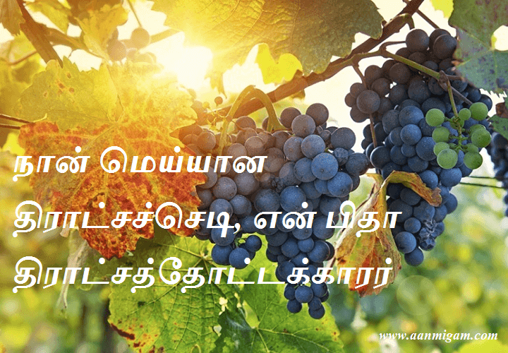 நான் மெய்யான திராட்சச்செடி, என் பிதா திராட்சத்தோட்டக்காரர்