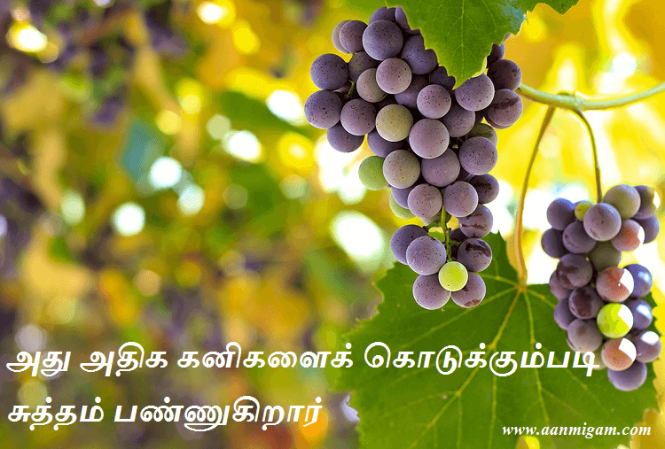 அது அதிக கனிகளைக் கொடுக்கும்படி சுத்தம் பண்ணுகிறார்