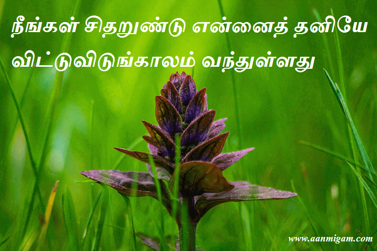 நீங்கள் சிதறுண்டு என்னைத் தனியே விட்டுவிடுங்காலம் வந்துள்ளது