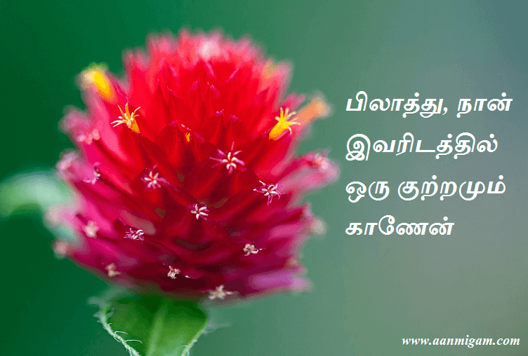 பிலாத்து, நான் இவரிடத்தில் ஒரு குற்றமும் காணேன்
