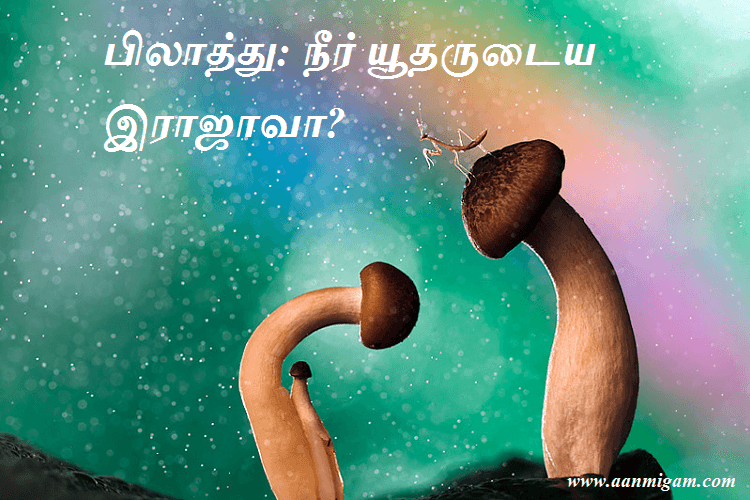 பிலாத்து நீர் யூதருடைய இராஜாவா
