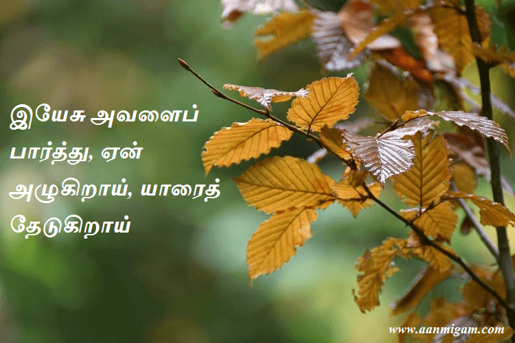 இயேசு அவளைப் பார்த்து, ஏன் அழுகிறாய், யாரைத் தேடுகிறாய்