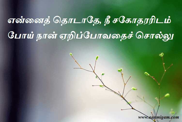 என்னைத் தொடாதே, நீ சகோதரரிடம் போய் நான் ஏறிப்போவதைச் சொல்லு
