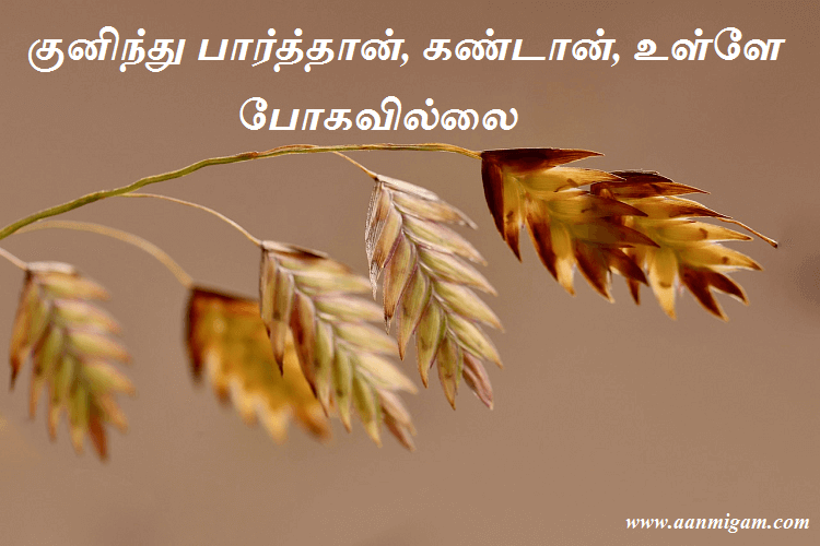 குனிந்து பார்த்தான், கண்டான், உள்ளே போகவில்லை