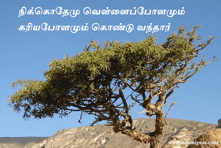 நிக்கொதேமு வெள்ளைப்போளமும் கரியபோளமும் கொண்டு வந்தார்
