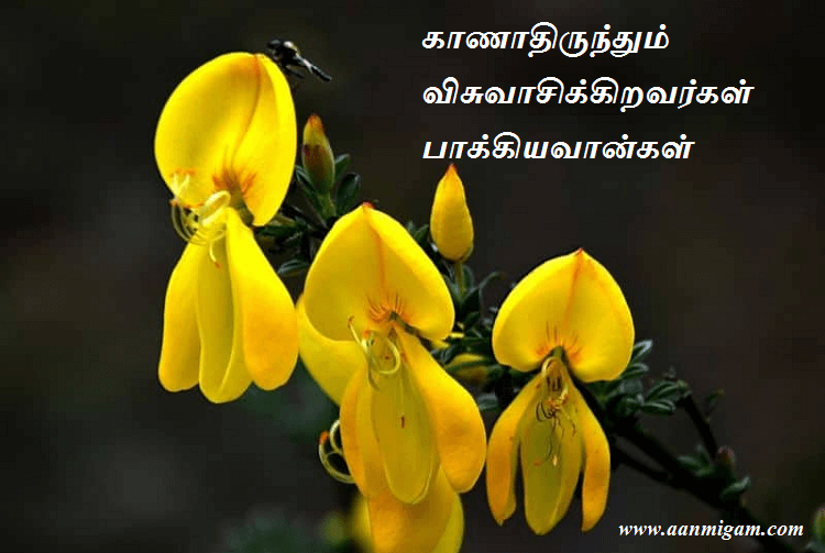 காணாதிருந்தும் விசுவாசிக்கிறவர்கள் பாக்கியவான்கள்