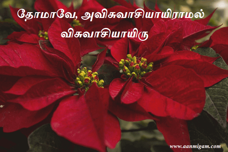 தோமாவே, அவிசுவாசியாயிராமல் விசுவாசியாயிரு.