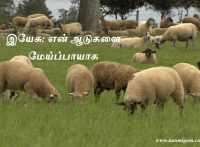இயேசு: என் ஆடுகளை மேய்ப்பாயாக.