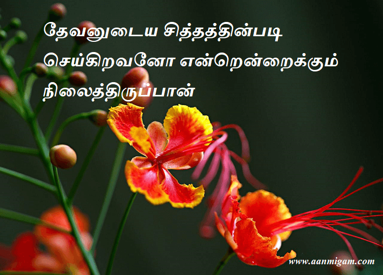 தேவனுடைய சித்தத்தின்படி செய்கிறவனோ என்றென்றைக்கும் நிலைத்திருப்பான்