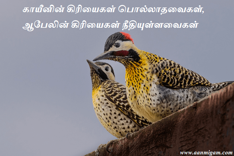 காயீனின் கிரியைகள் பொல்லாதவைகள், ஆபேலின் கிரியைகள் நீதியுள்ளவைகள்