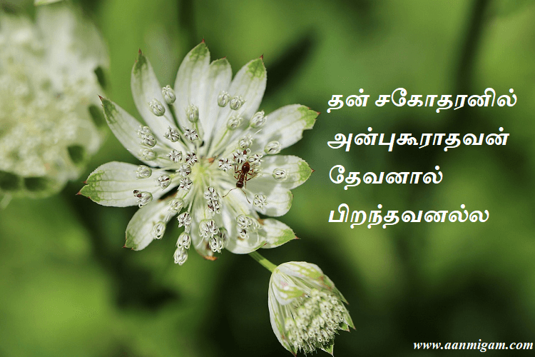 தன் சகோதரனில் அன்புகூராதவன் தேவனால் பிறந்தவனல்ல