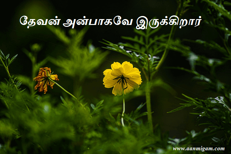 தேவன் அன்பாகவே இருக்கிறார்.