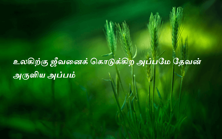 அப்பமே