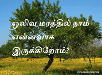 ஒலிவ மரத்தில் நாம் என்னவாக இருக்கிறோம்
