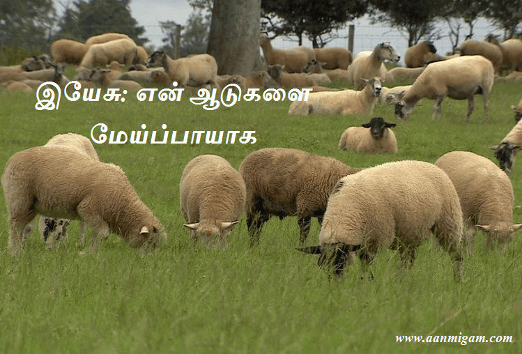 இயேசு: என் ஆடுகளை மேய்ப்பாயாக.